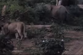 Video: Sư tử vồ voi con, voi mẹ giận dữ tung đòn nghênh chiến