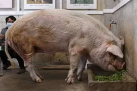 Ngày cuối của chú lợn từng sống sót sau 36 ngày bị động đất vùi lấp
