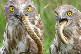 Đại bàng chân ngắn ngậm chặt rắn hổ mang