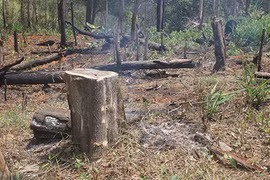 Video: Rừng xanh "rên xiết" vì tập quán canh tác