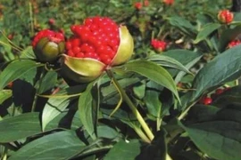 Trồng hoa nhìn như quả lựu, nông dân đút túi hàng triệu/kg