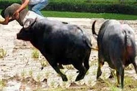 Nghệ An: Trâu "điên" húc chủ nhà tử vong