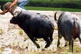 Nghệ An: Trâu "điên" húc chủ nhà tử vong