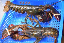 Tôm hùm Mỹ về Việt Nam được bán rẻ như gà, vịt