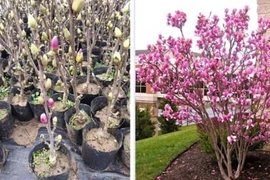 3 loại cây nhất định phải trồng trước cửa, tài lộc tỉ lệ thuận với mùi hương