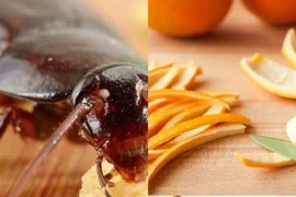 5 thứ gián rất sợ: Đặt gần ổ của chúng, đảm bảo chẳng dám bén mảng