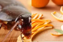 5 thứ gián rất sợ: Đặt gần ổ của chúng, đảm bảo chẳng dám bén mảng