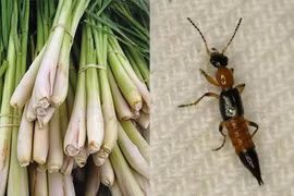 6 loại cây cứ trồng quanh nhà là kiến ba khoang sợ hãi