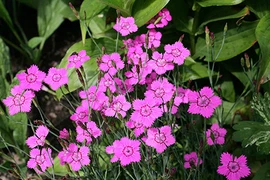 Vẻ đẹp của loài hoa tượng trưng cho tình yêu trong sáng