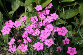 Vẻ đẹp của loài hoa tượng trưng cho tình yêu trong sáng