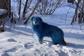 Bí ẩn về đàn chó có bộ lông chuyển sang màu hồng xanh