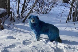 Bí ẩn về đàn chó có bộ lông chuyển sang màu hồng xanh