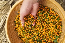 Loại ớt ở nước ngoài bán nửa tỷ/kg, trong nước lại rẻ bất ngờ