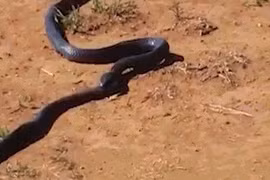 Video: Rùng mình cảnh rắn cắn phập răng vào đầu đồng loại