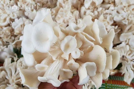 Bất chấp nắng nóng, dân trồng nấm bào ngư vẫn lời tiền triệu/ngày