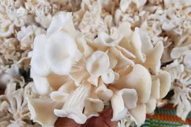 Bất chấp nắng nóng, dân trồng nấm bào ngư vẫn lời tiền triệu/ngày