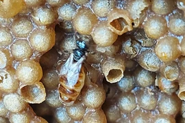 Rước loài ong lạ về nhà nuôi chơi, chàng trai bỗng có thu nhập khủng