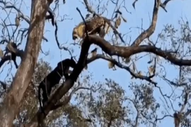 Video: Báo đen thoăn thoắt trèo lên ngọn cây uy hiếp báo hoa mai