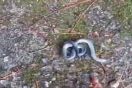 Video: Rắn 2 đầu vật lộn để kiểm soát cơ thể