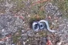 Video: Rắn 2 đầu vật lộn để kiểm soát cơ thể