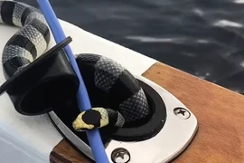 Video: Rắn cạp nia biển kịch độc bò lên thuyền và phản ứng của ngư dân