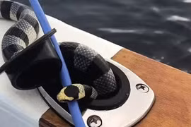 Video: Rắn cạp nia biển kịch độc bò lên thuyền và phản ứng của ngư dân