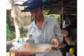 Cần thủ Sài Gòn câu được cá sủ vàng quý hiếm nặng hơn 2kg