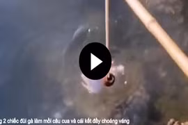 Video: Dùng 2 chiếc đùi gà làm mồi câu cua và cái kết