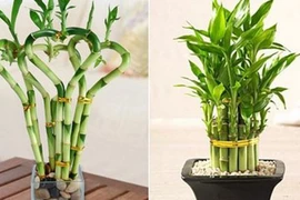 Ý nghĩa phong thủy của cây phát tài