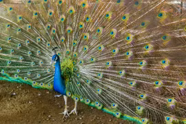 Thuần hóa chim công bằng nước muối bán giá siêu cao