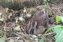 Loại vịt nặng chưa đến 1kg, giá hơn 200.000 đồng/con vẫn cháy hàng