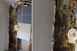 Kinh hoàng phát hiện tổ ong 80.000 con ngay trong tường nhà