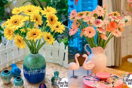 Mẹ Việt mách nhau cách chơi hoa đồng tiền được 2 tuần