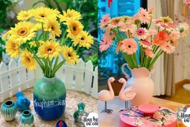 Mẹ Việt mách nhau cách chơi hoa đồng tiền được 2 tuần