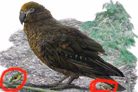 Kinh ngạc với loài vẹt ăn thịt khổng lồ vừa được phát hiện