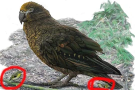 Kinh ngạc với loài vẹt ăn thịt khổng lồ vừa được phát hiện