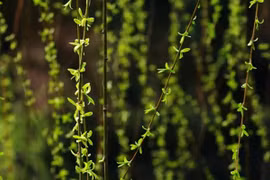 Loài cây không ai nghĩ có thể ăn được, người Trung Quốc hái trụi công viên