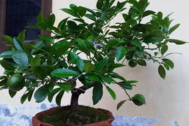 Không trồng cây này trong nhà chắc chắn bạn sẽ hối hận