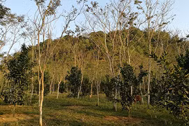 Video: “Kho báu” ngàn tỷ, vạn người mê của lão nông xứ Tuyên