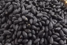 Loại quả dân dã trước rụng đầy cây không ai nhặt bỗng nhiên thành đặc sản