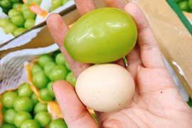 Nho Nhật Bản quả to hơn trứng gà: Giá 7 triệu/chùm