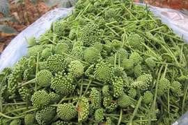 Dân Việt xếp hàng chờ cả tuần để đặt mua nụ của loài hoa này