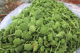 Dân Việt xếp hàng chờ cả tuần để đặt mua nụ của loài hoa này