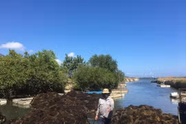 "Lộc biển" bất ngờ xuất hiện dày đặc, ngư dân Khánh Hòa hái ra tiền