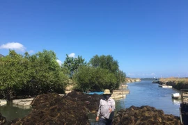 "Lộc biển" bất ngờ xuất hiện dày đặc, ngư dân Khánh Hòa hái ra tiền