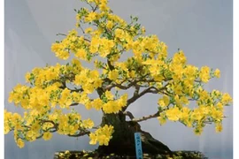 Loại cây phong thủy giúp gia chủ hút tài lộc cuối năm 2018