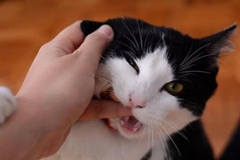 Video: Bị mèo cào, người phụ nữ suýt mất mạng