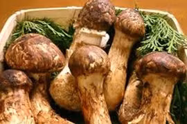 Mùa ăn chay bàng hoàng với những cây nấm giá khoảng 5 chỉ vàng/kg