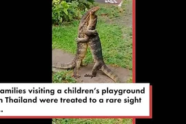 Video: Thằn lằn khổng lồ ôm nhau, giao phối ngay trước mặt người