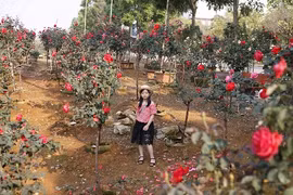 Vườn hồng cổ TQ bạc tỷ đẹp như mơ độc nhất vô nhị ở Lai Châu